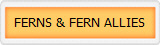FERNS & FERN ALLIES