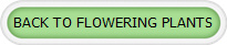 BACK TO FLOWERING PLANTS