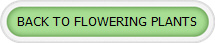 BACK TO FLOWERING PLANTS